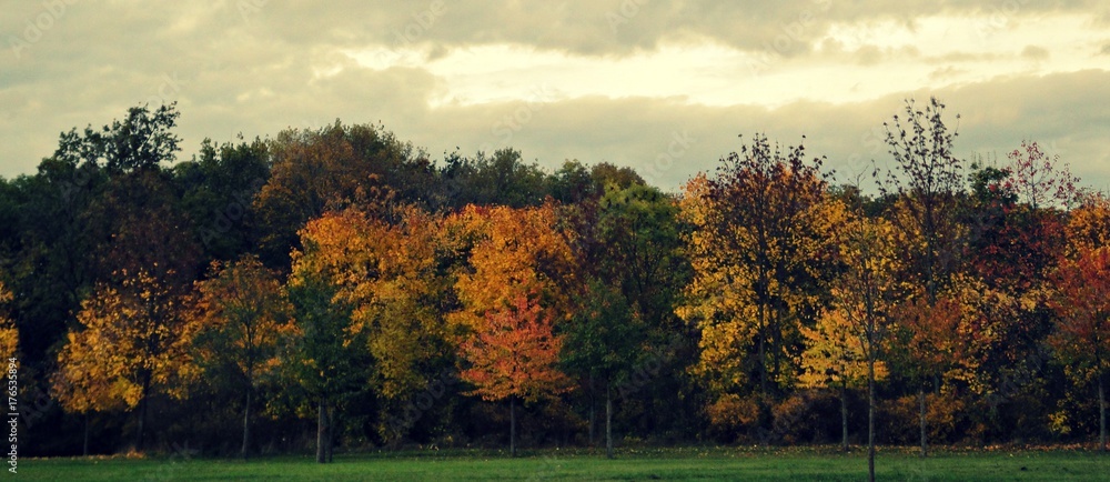 farbige schöne Herbstbäume