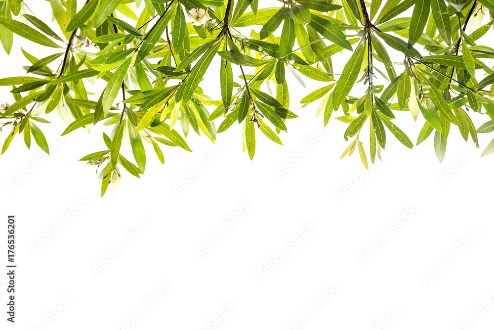 Naklejka premium Elaeocarpus grandiflorus