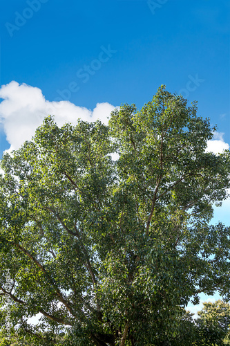 Bodhi Tree photo