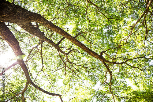 Green big tree with branches and leaves
