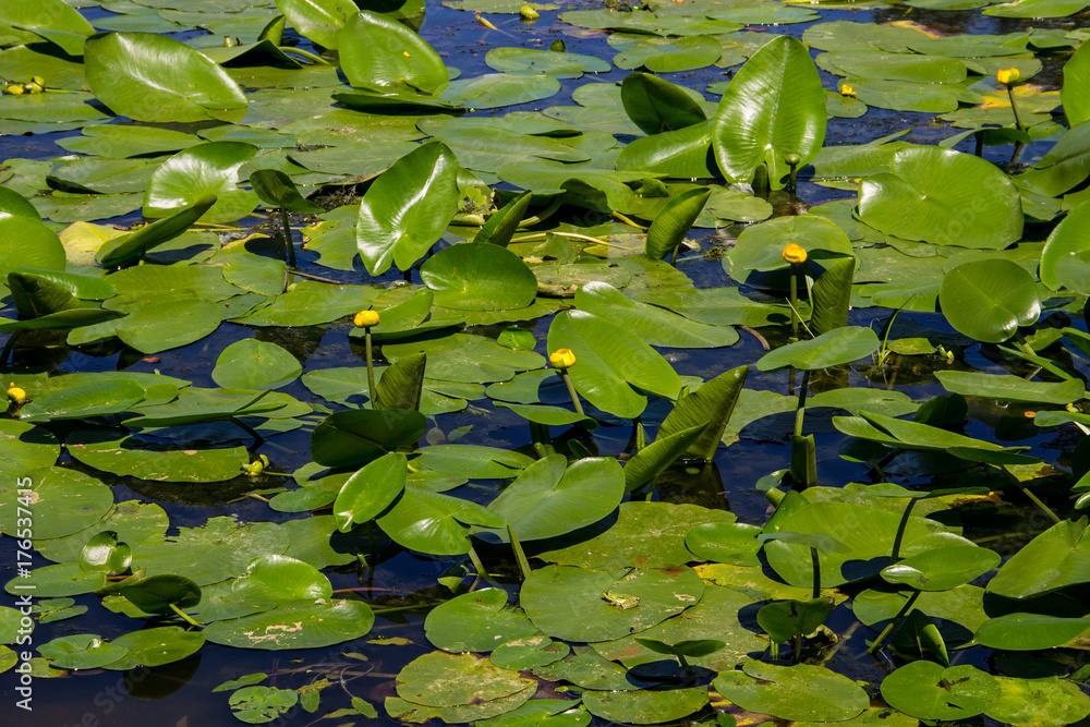 Yellow water flowers (Nuphar Lutea) Yellow water flowers (Nuphar Lutea)
