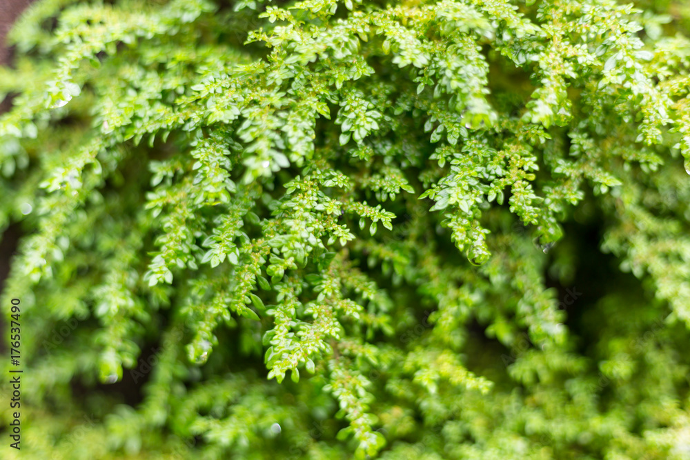 Soft Focus green mos
