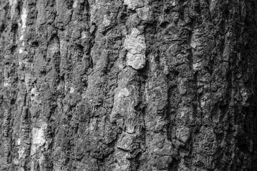 Black and white wooden surface texture background.Old tree texture background.Abstract white wood background Black and white wooden surface texture background.Old tree texture background.Abstract white wood background