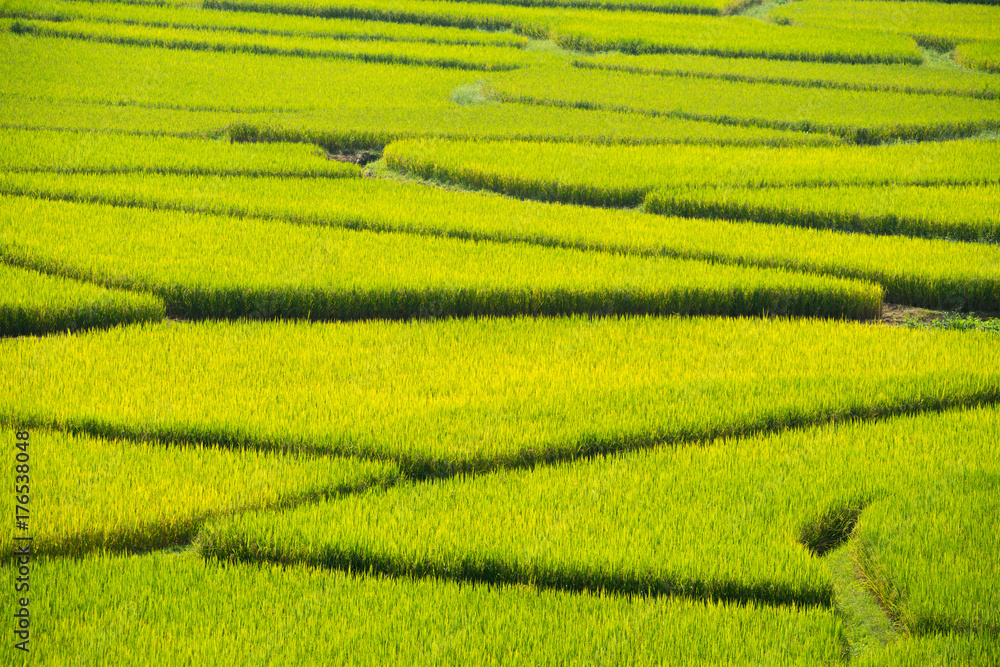 Green Terraced Rice Field in Nan, Thailand.
