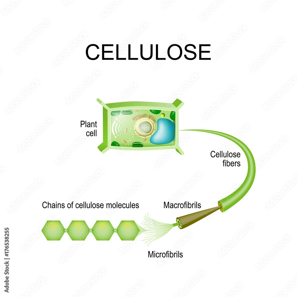 Cellulose in the plant cell. Stock Vector | Adobe Stock