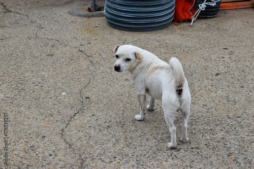 Korea Fisherman's Dog photo