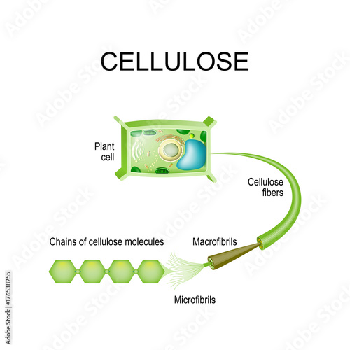 Cellulose in the plant cell. photo