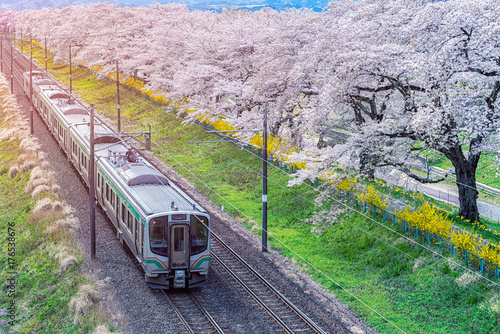 Photos Train on the railroad track with a row of cherry trees, This area is popular sak