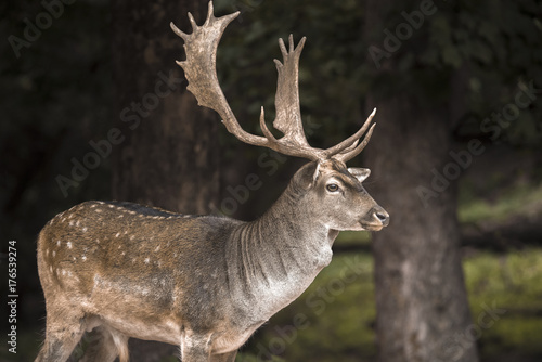 Fallow deer running wild