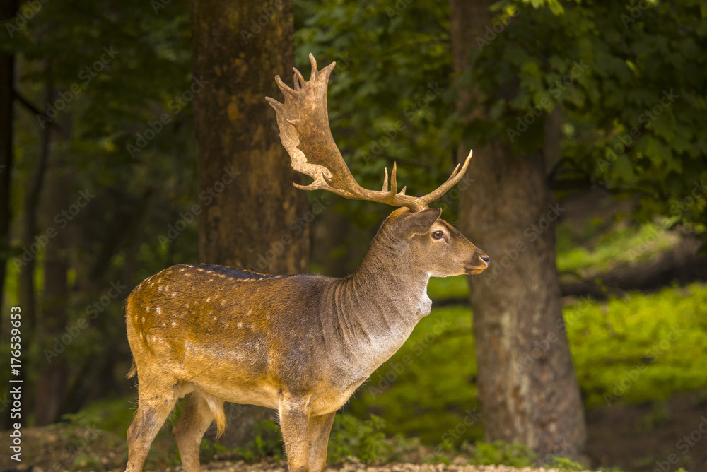 Fallow deer running wild Fallow deer running wild