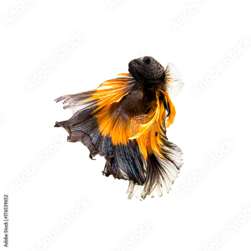 Close-up of Betta Splendens fish or siamese fighting fish, Betta halfmoon mustard gas. photo