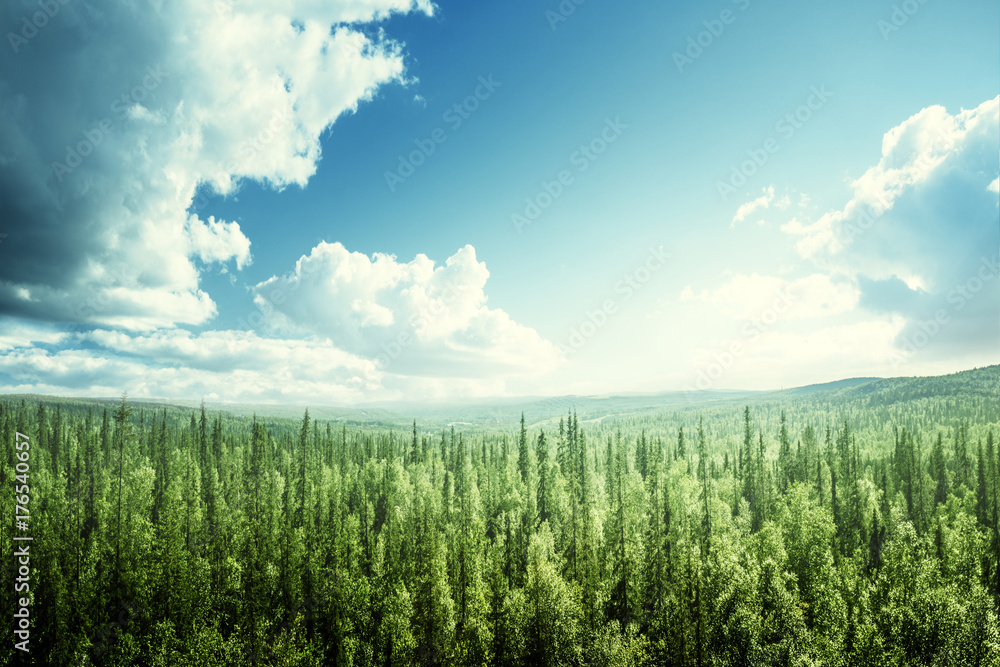 Fototapeta premium las jodłowy w słoneczny dzień