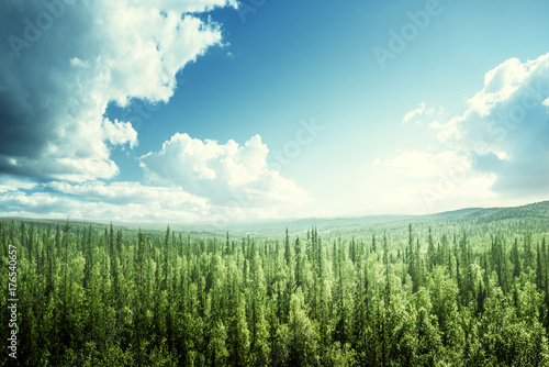 fir tree forest in sunny day