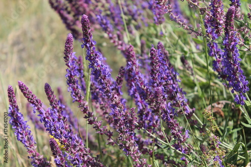 Fototapeta Naklejka Na Ścianę i Meble -  lot of beautiful purple flowers in the summer