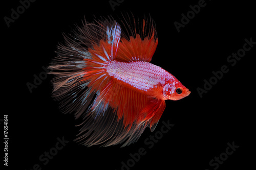 Foto The moving moment beautiful of siam betta fish in thailand on black background