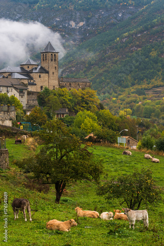 Cows grazing in front of Torla village in Huesca