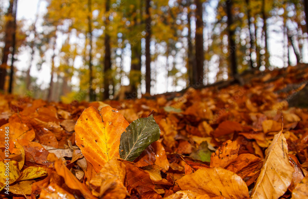 Herbstblätter im Wald