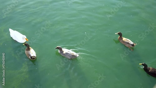 ducks
