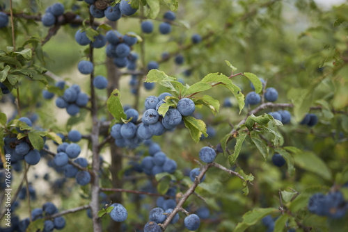Obraz na płótnie Prunus spinosa