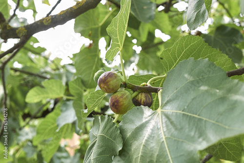 Ficus carica