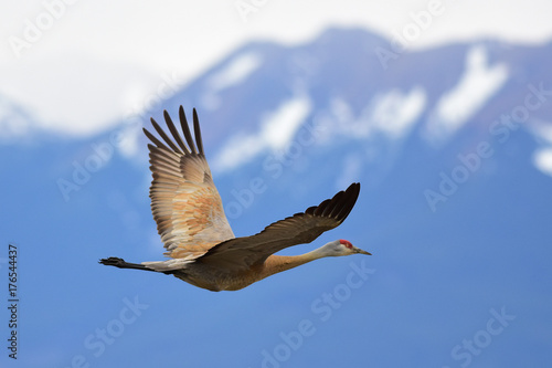 Obraz na płótnie Sandhill Cranes in Flight