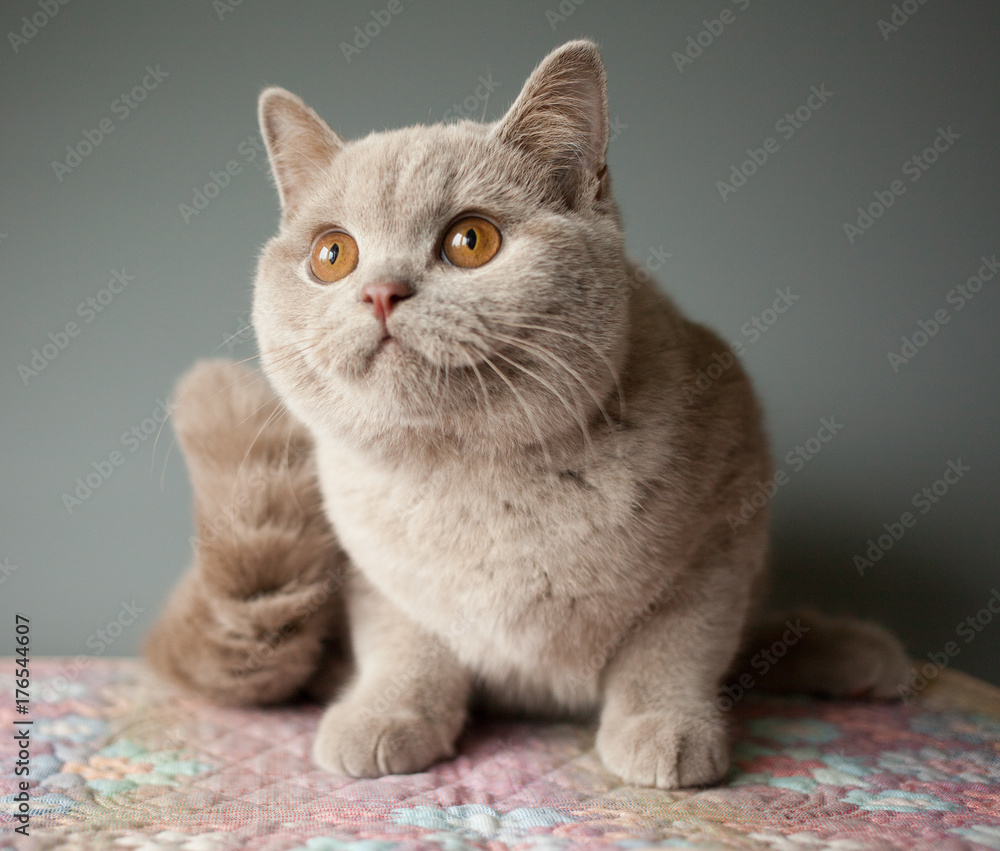 British short hair kitten, fawn color cat, indoor, portrait.
