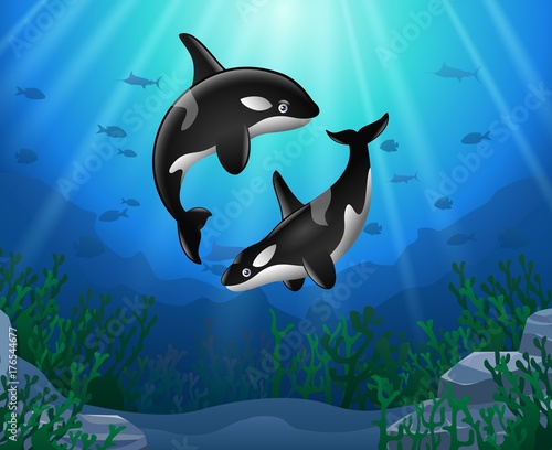 Killer whales cartoon with underwater view and coral background. Vector Illustration.