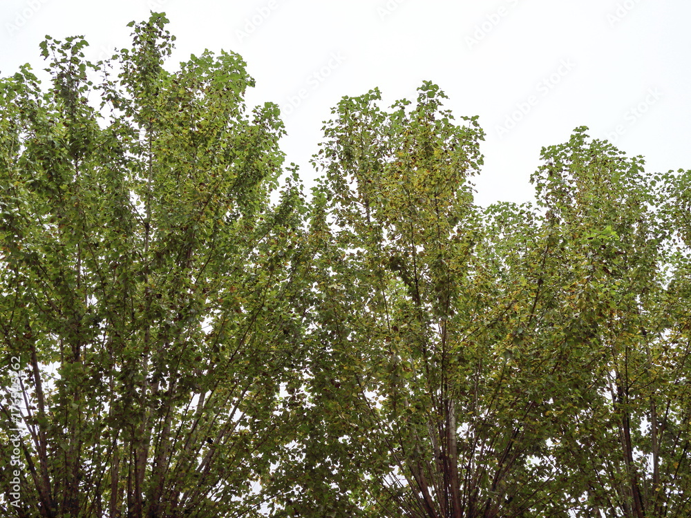Fototapeta premium crowns of autumn poplars