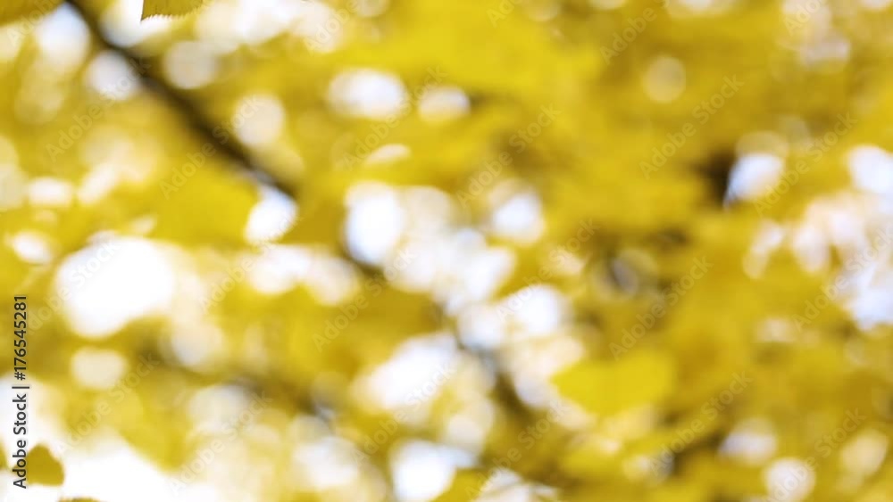 Closeup of beautiful golden fall leaves of linden tree. Focus at branches in foreground first than focus slowly slides to foliage in background and backward again. Video shot on October day. Closeup of beautiful golden fall leaves of linden tree. Focus at branches in foreground first than focus slowly slides to foliage in background and backward again. Video shot on October day.
