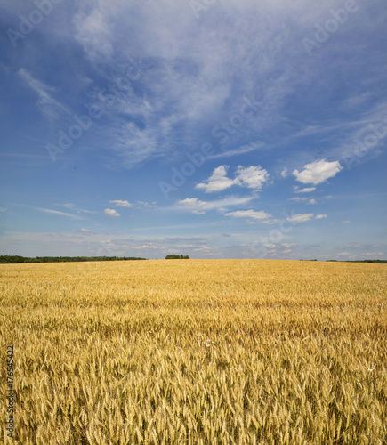 Grains ripening in the fields