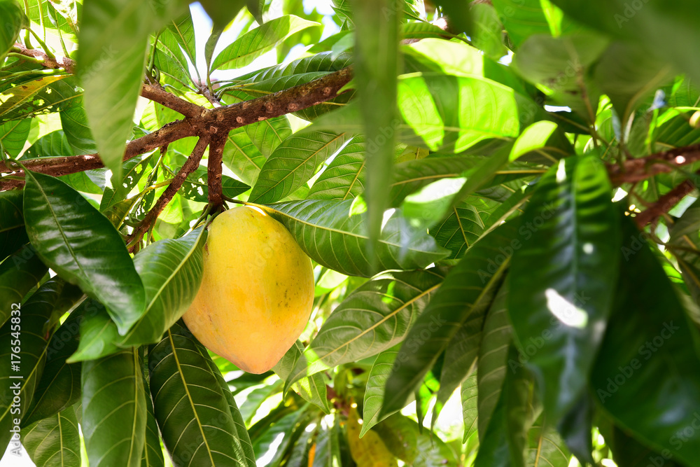 Close-up of mango on the branch of a tree Close-up of mango on the branch of a tree
