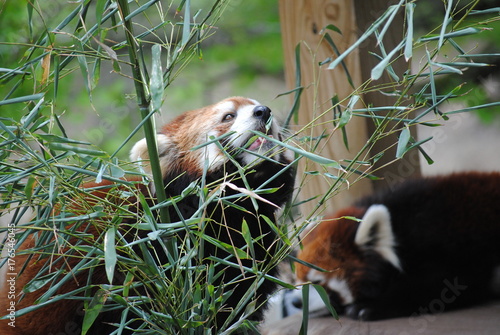 Red Panda
