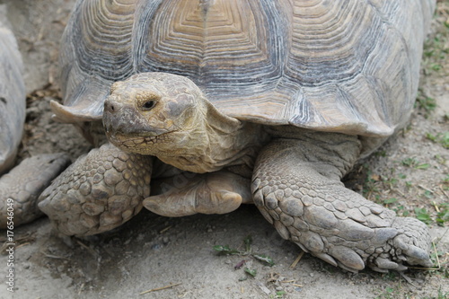 giant tortoise