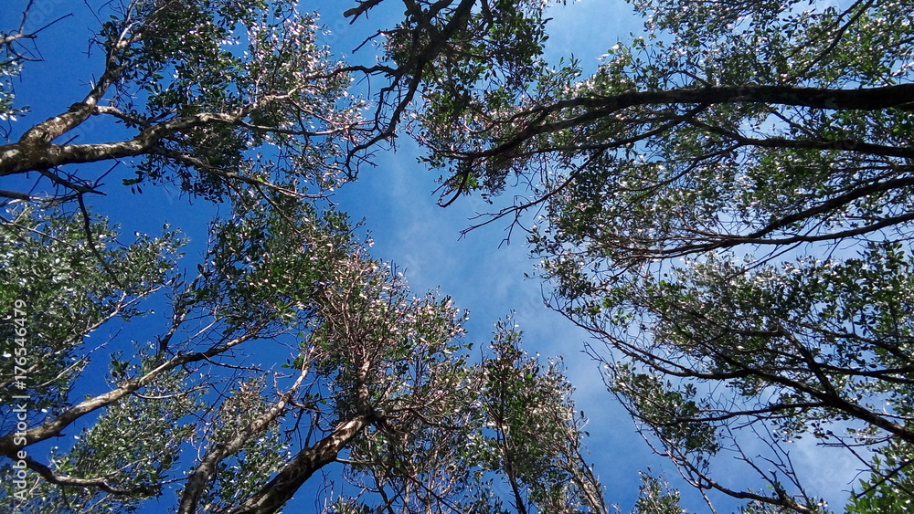 Fototapeta premium tall trees branches 