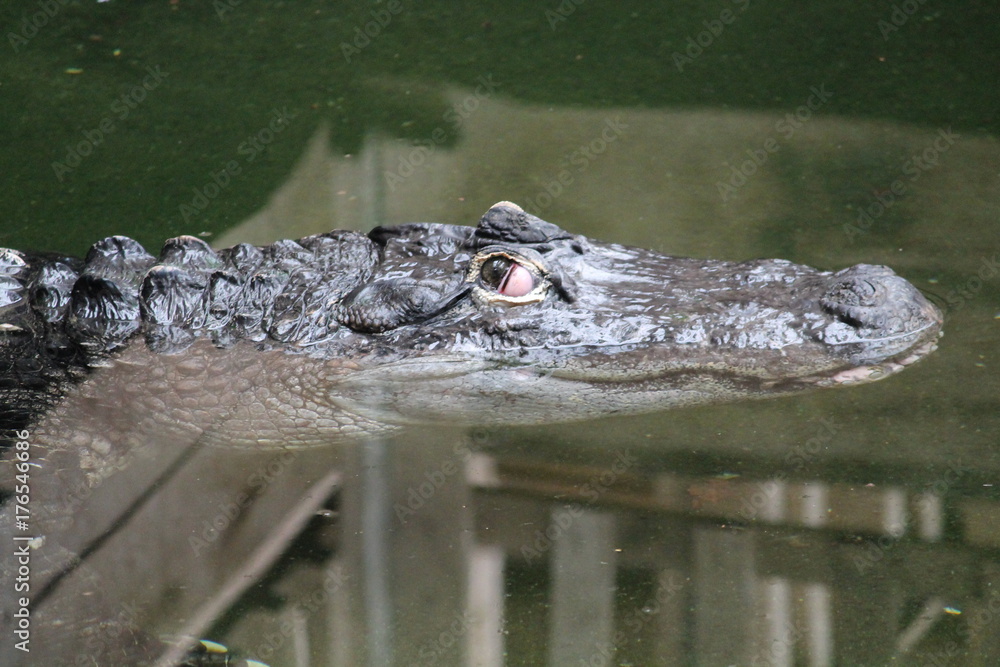 Fototapeta premium crododile
