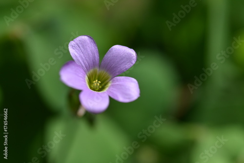 flor morada