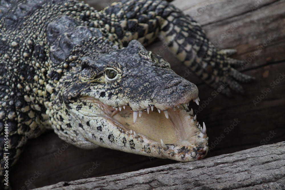 Obraz premium crododile