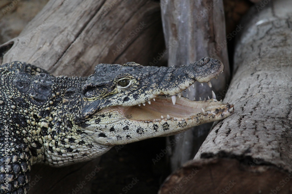 Obraz premium crododile