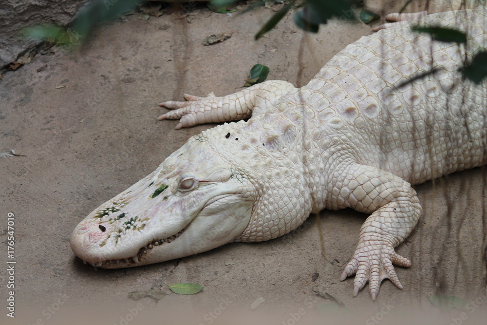 Obraz premium crododile