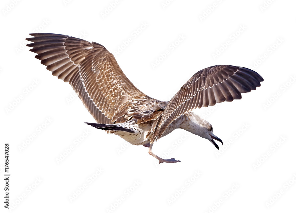 Obraz premium big Marine gull on white