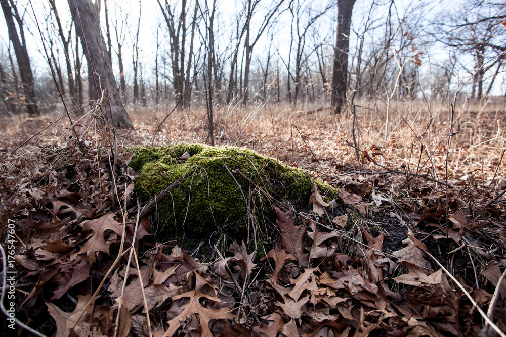 Moss covered section of ground in a natural forest Moss covered section of ground in a natural forest