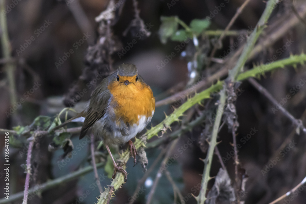 Rotkehlchen (Erithacus rubicula) Rotkehlchen (Erithacus rubicula)