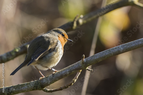 Rotkehlchen (Erithacus rubicula) photo