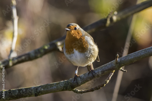 Rotkehlchen (Erithacus rubicula) photo