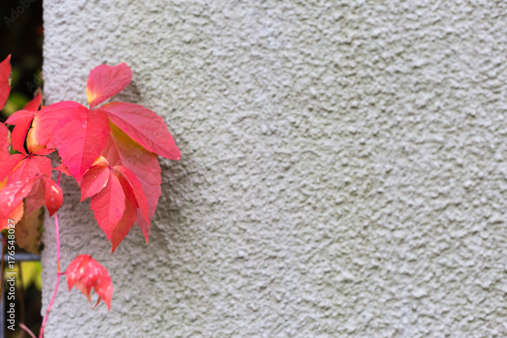 fall month october shows colorful red and green leaves on a fence and wall