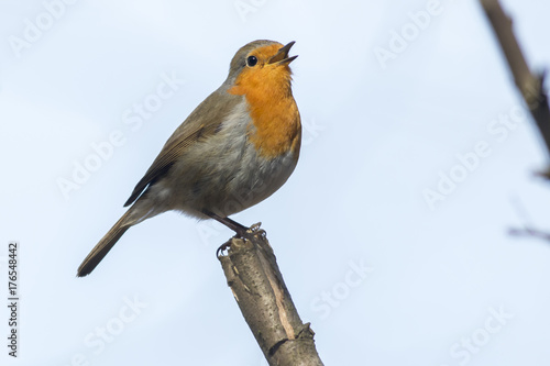 Obraz na płótnie Rotkehlchen (Erithacus rubicula) w salonie