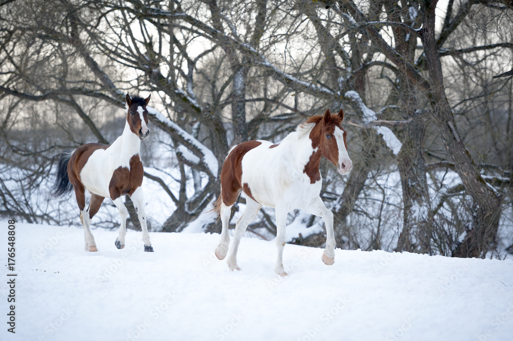 Two paint horses playing on snow in cold winter Two paint horses playing on snow in cold winter