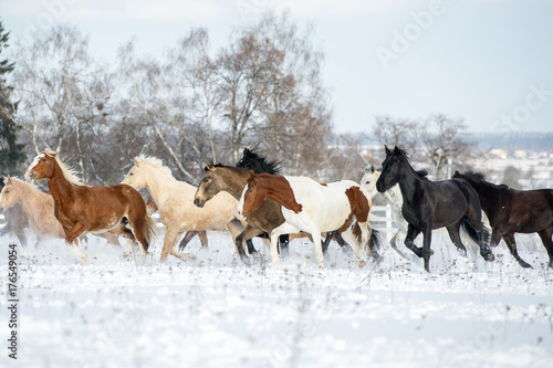 Herd of horses running through a snowy field gallop