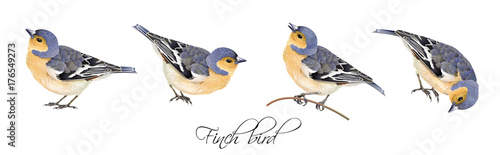 Finch bird illustrations set