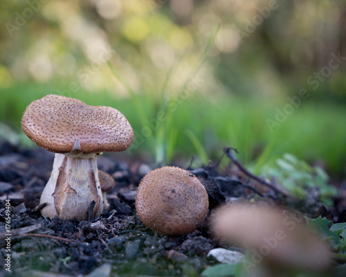 Svampe mushrooms green grøn background baggrund photo